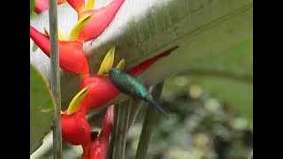 ？？？「キレイだね」（00:01:05 - 00:02:25） - Iguazu falls