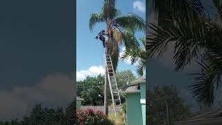 tree trimming