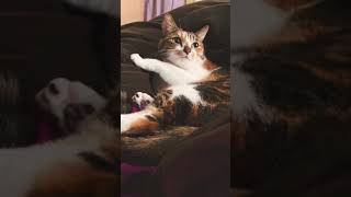 Love cats / 猫をもふもふ