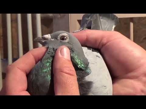 Campion columbofil dl Carstea Sorin Glodeni Dambovita Romania porumbei reproductie 10 iunie 2022