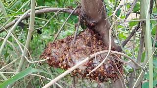 Phát hiện tổ ong quái dị cực to