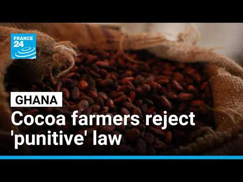 Ghana cocoa farmers reject new 'punitive' land conversion law