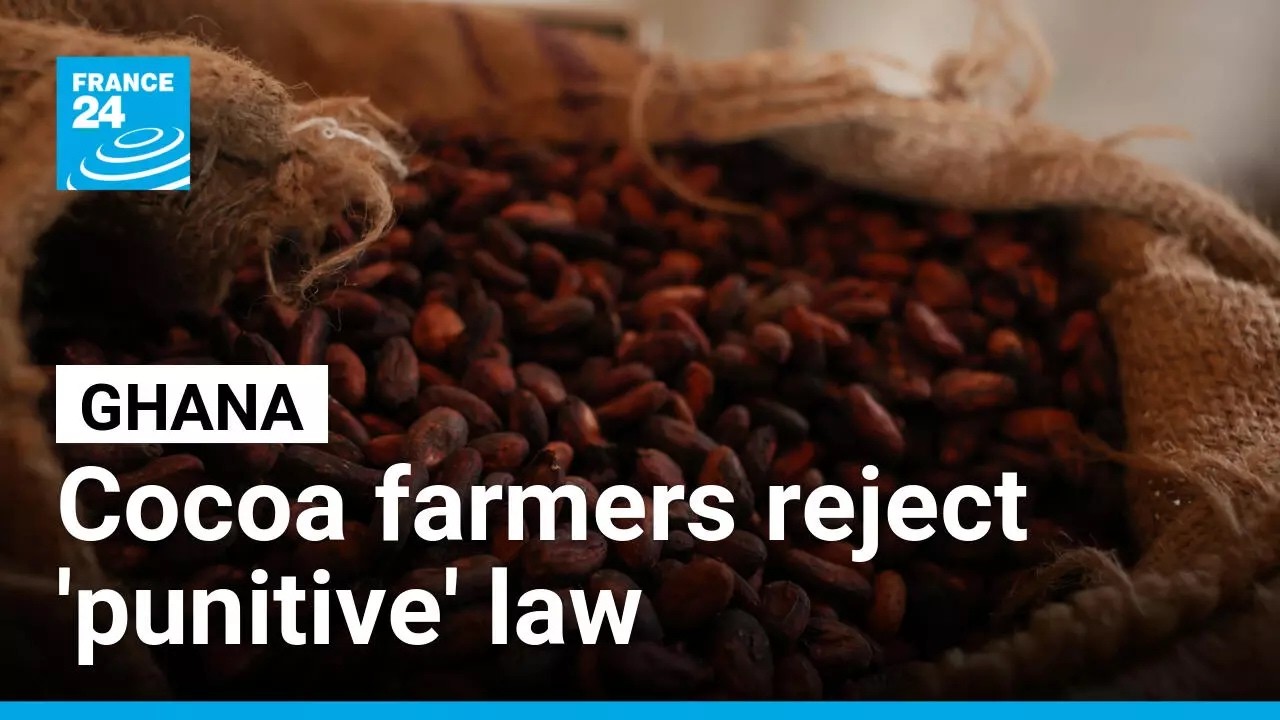 Ghana cocoa farmers reject new 'punitive' land conversion law • FRANCE 24 English