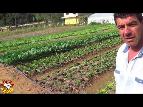 Zé da Sama o Maior produtor de verduras orgânicas de Juquitiba ali pertinho no Bairro do Soares baratinho baratinho
