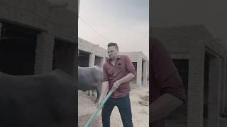 Download lagu Panjwar Pakistan de Lamey Prohne 😂 #comedy #pakistan #youtubeshorts  #gurchetchitarkar mp3