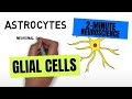 2-Minute Neuroscience: Glial Cells