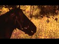 Michael Brook - Slipstream (Official Audio)