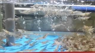 preview picture of video 'Swimming prawns ( shrimps ) in fish tank 수영하는 새우'