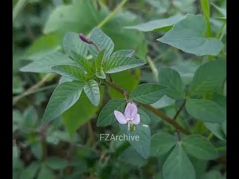 Cleome rutidosperma
