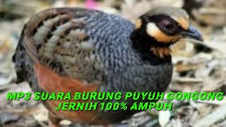 Download lagu MP3||SUARA BURUNG PUYUH GONGGONG JERNIH PALING GACOR mp3