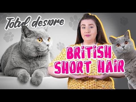, title : 'Totul despre British Short Hair'