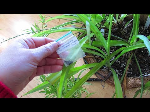 download lagu mp3 mp4 Spider Seeds, download lagu Spider Seeds gratis, unduh video klip Spider Seeds