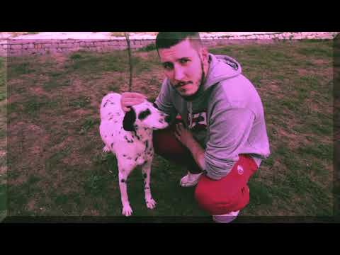 WooDooLooNey - Dalmatinska