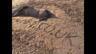 Anglesey Art - Beach Sand Horse Sculpture