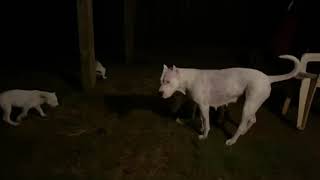 Mata Dogo Argentino the Dogo pack