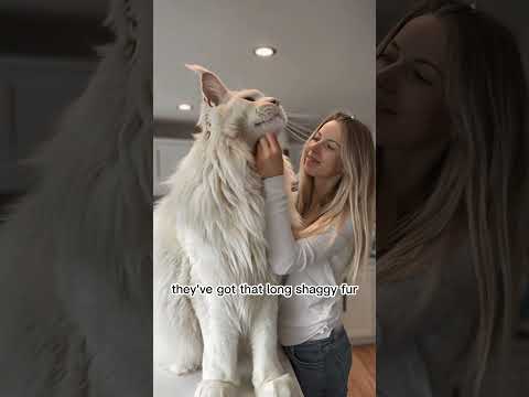 Maine Coon Cats: The Giant Fluffy Lions of the Cat World🐾#cat #viral