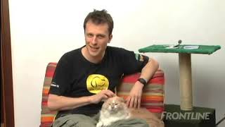 Como Aplicar Frontline pipeta em Gatos   YouTube