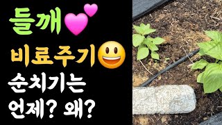 들깨???? 비료주기? 왜?????  순치기는 언제? 왜?