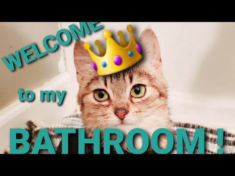 Manx Syndrome | my cats bathroom | organization