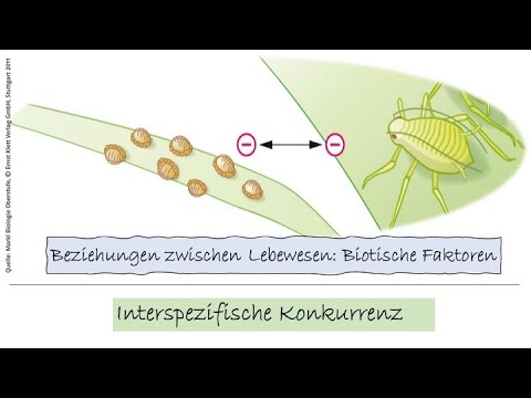 2) Biotische Faktoren: Interspezifische Beziehung