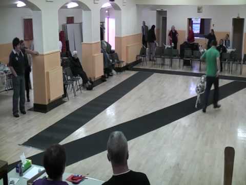download lagu mp3 mp4 Dalmatian Puppies Scotland, download lagu Dalmatian Puppies Scotland gratis, unduh video klip Dalmatian Puppies Scotland