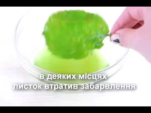 Дослід із виділення хлорофілу з зеленого листя