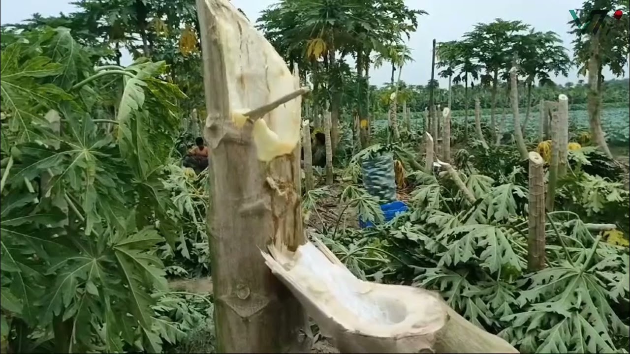 Miscreants Destroy Crops Worth Tk 15 Lakh in Mujibnagar