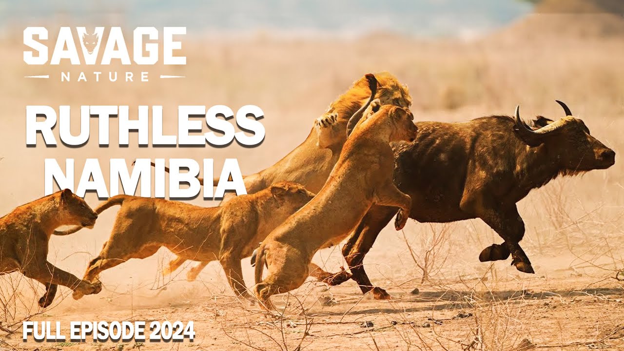 WILD NAMIBIA | Never-Ending Battle For Survival Against Predators | Animal Documentary