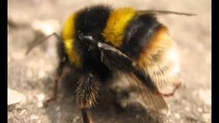The Big Effin Bee - Matt McGinn
