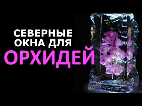 Северные окна для ОРХИДЕЙ, плюс БОМБИЧЕСКОЕ удобрение за 32 рубля Video