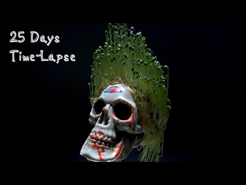 Growing Chia Plants on a Head Model – 25 Days Time Lapse