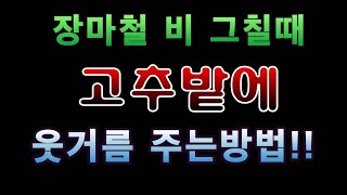 [텃밭농부.683]  장마철 비 그칠때 고추밭에 액비주는 방법 #고추재배 #고추에 액비