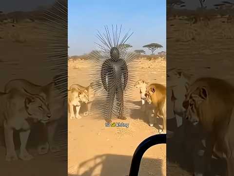 Người đàn ông mặc bộ đồ chống sư tử 😁 #shortvideo #shortsviral ￼