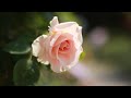 Bewitched, Bothered & Bewildered - Rod Stewart and Cher: with Lyrics(가사번역)