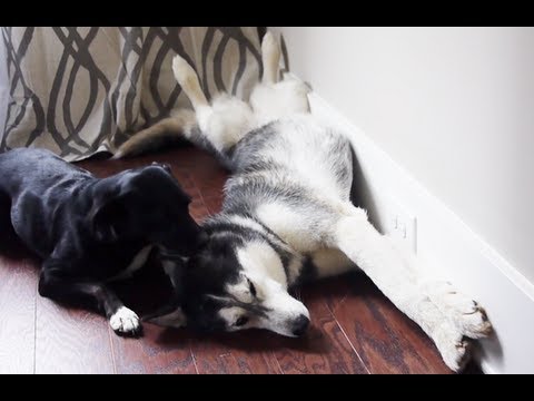 Mishka the Talking Husky Takes a Cat Nap!