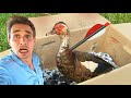 I Found A Duck Shot With An Arrow