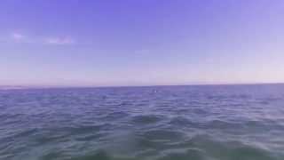 preview picture of video 'Dolphins at New Brighton State Beach, Capitola'