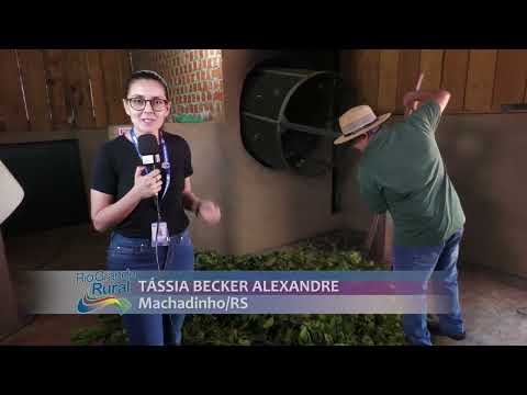 Indicação Geográfica da erva-mate valoriza produtores da região de Machadinho - Rio Grande Rural