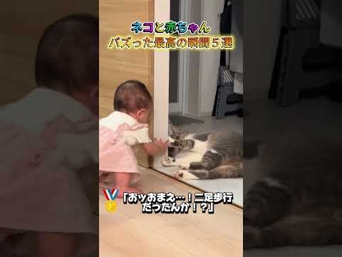 猫と赤ちゃんのバズった最高の瞬間！