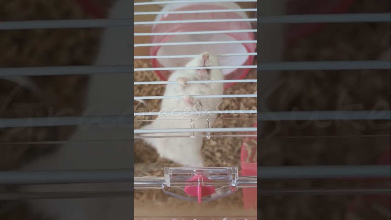 This is Luri. She’s very funny.🤣