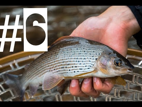 Fall is Grayling time