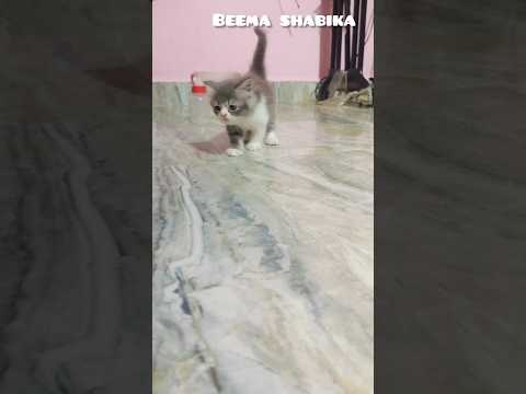 cat's funny videos 🤣🤣 #cat #catfunny #catvideos #catfamily #comedy #cute #trendingshorts