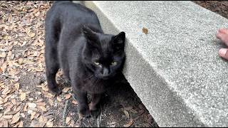 ベンチに案内出来て喜んでる人懐っこくてかわいい黒猫ちゃん
