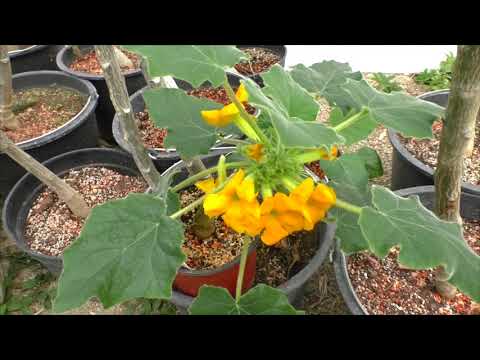 Переселение в новую теплицу.