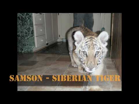 Meet Single Vision - Tigers attacks your screen, lion, leopard, man v. big cats!