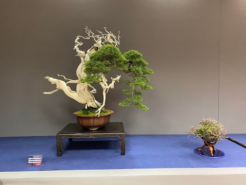 Fantastic trees and displays at the 111. UBE  Bonsai Show Madrid Spain 2022