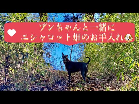 園芸 エシャロット