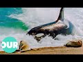 The Life Of Captive Killer Whales In The 1980s Wildlife Documentary Our World