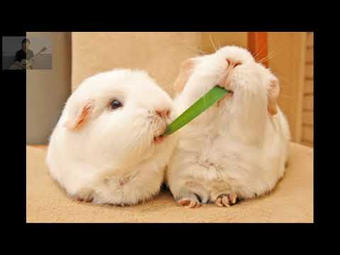 Vu vơ - Nguyễn Xuân Lưu