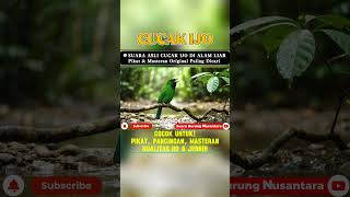 Download lagu SUARA PIKAT CUCAK IJO GACOR AMPUH Pancingan & Masteran di Alam Liar mp3 Download lagu SUARA PIKAT CUCAK IJO GACOR AMPUH Pancingan & Masteran di Alam Liar mp3